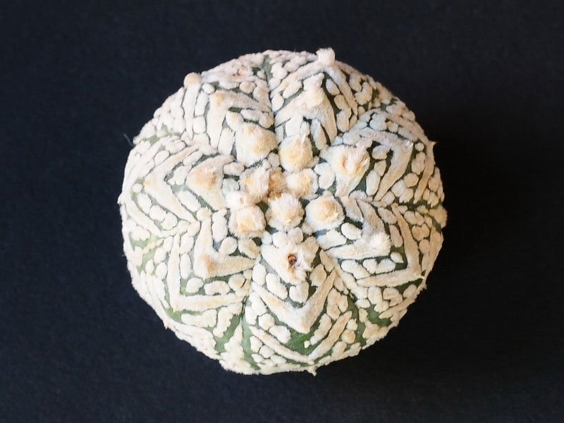 Astrophytum asterias cv Superkabuto V-type